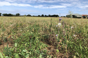 Regenerative farming methods and handing unproductive land back to nature are being used to boost wildlife and store carbon