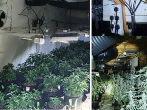 Supporting image for story: Man arrested after police find more than 1,000 cannabis plants at Wolverhampton industrial site