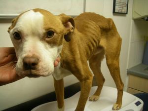 Supporting image for story: Neglected Staffie was '24 hours from death'