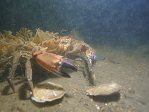 Oysters and a crab on the seabed