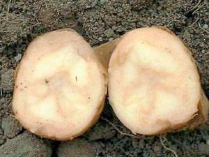 Supporting image for story: Potatoes may be more prone to get bruised