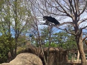 Supporting image for story: Watch this sure-footed bear cleverly hunt his dinner dangling just out of reach