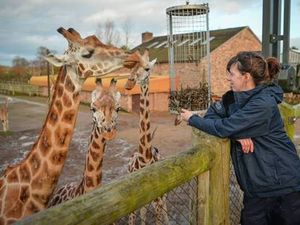Supporting image for story: Apprenticeship scheme has been launched by zoo
