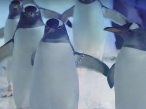 Supporting image for story: 'Fans can’t get enough of the drama': Birmingham Sea Life Centre's Penguin Island could be heading to TV