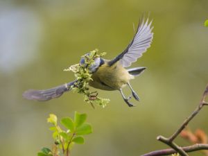  Andrew, of Lyndbury North, Shropshire, said the birds were a "lovely symbol of new life and resurrection at Easter." 