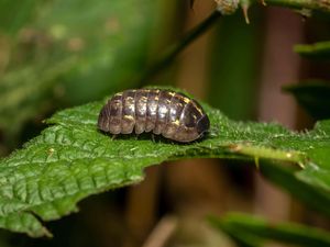 Supporting image for story: Woodlice can spread seeds they eat, study suggests