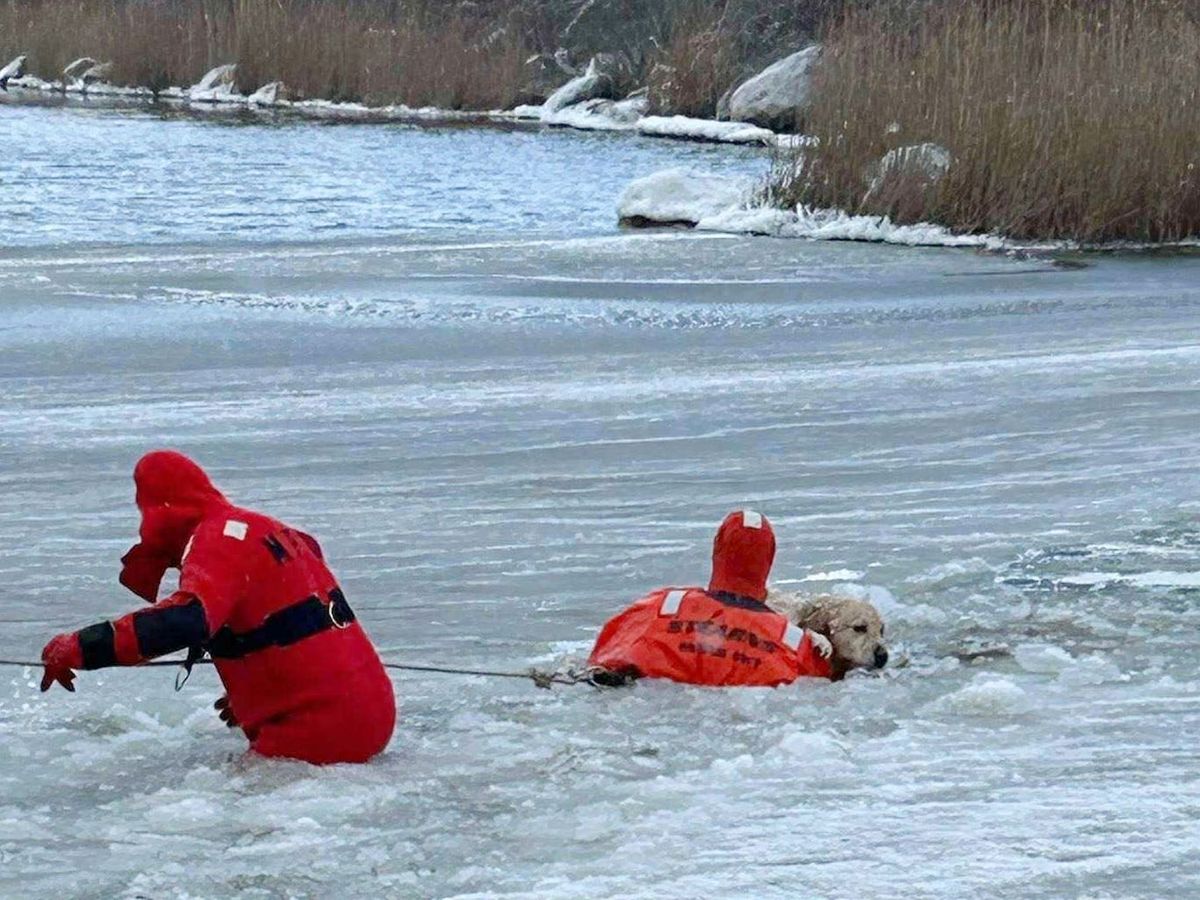 Dog saved by US firefighters after falling through ice Dog saved by US firefighters after falling through ice