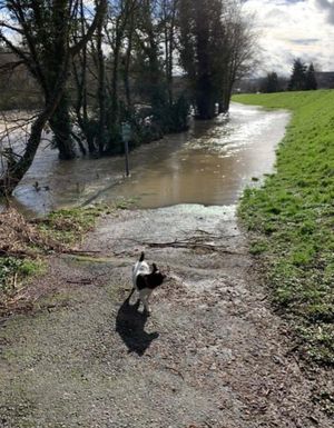 A path in Newtown with the River Severn starting to break its banks. From Twitter/X by @DyfedPowysFed (retired police officer Paul Herdman.