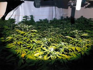 Supporting image for story: Woman arrested in property rental network money laundering probe