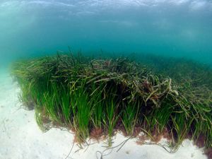 Seagrass seen on the seabed, surrounded by sand