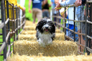 Supporting image for story: Dog day delight in Ludlow for pet lovers