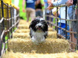 Supporting image for story: Dog day delight in Ludlow for pet lovers