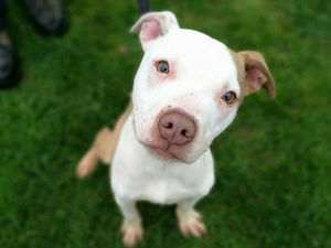 Supporting image for story: Shrewsbury vet's warning over Christmas treats which could kill your pet