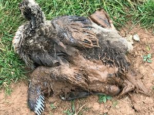 Supporting image for story: Warning after two goslings entwined in fishing line 