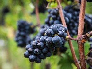 Supporting image for story: They did surgery on a grape: Peculiar meme takes over social media