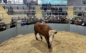 The record breaking Simmental steer in the sale ring at Shrewsbury Auction Centre.