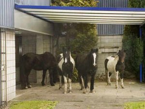 Supporting image for story: Stray horses roam at Tipton industrial estate