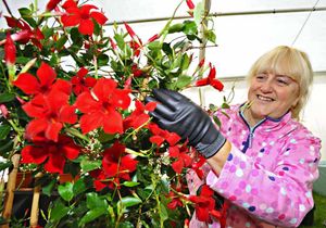 Liz Spanton gets ready for the flower show in Shrewsbury. The event is being held today and tomorrow.