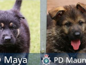 Supporting image for story: New Staffordshire Police pups named