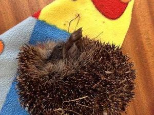 Supporting image for story: Hedgehog put to sleep after Telford attack