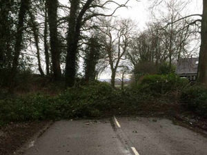 Supporting image for story: Fallen tree blocks Staffordshire road