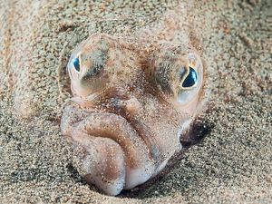 Supporting image for story: 'Plaice Face' picture from Welsh coast wins national award