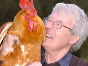 Supporting image for story: Powys couple's noisy cockerels land them in court