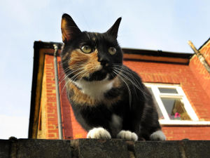 Supporting image for story: LETTER: Advice to drivers if a cat is struck