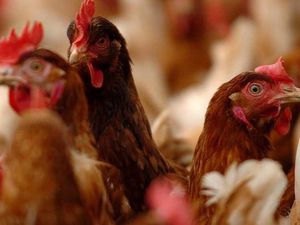 Supporting image for story: Chicken farm given permission to double in size
