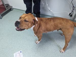 The pets have all since recovered and been rehomed. Photo: RSPCA