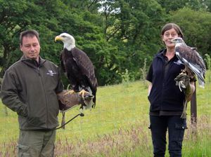 Supporting image for story: Award winning falconry attraction seeking new home in Mid Wales