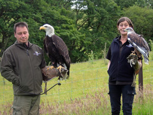Supporting image for story: Award winning falconry attraction seeking new home in Mid Wales