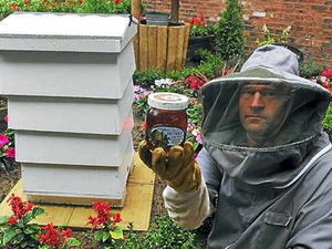 Supporting image for story: Honey bee attraction buzzing with visitors