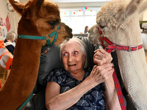 Supporting image for story: Watch: Adorable alpacas join Theresa's birthday celebrations in Stafford