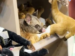 Supporting image for story: Hello possum! Creature appears among cuddly toys in Australian airport gift shop