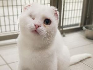 Supporting image for story: Pet owners warned of sun dangers after cat has ears amputated