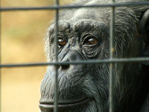 Supporting image for story: Conservationists call for urgent phaseout of keeping great apes in zoos