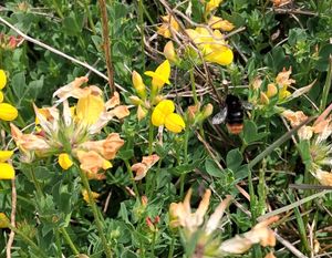 Bees are one of many pollinators that will make use of the upcoming habitat