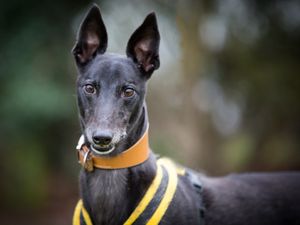 Supporting image for story: Stevie the greyhound still searching for a forever home seven years after being abandoned