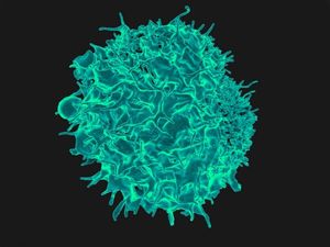 Supporting image for story: Scientists map out how immune cells can fight infections