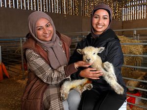 Supporting image for story: It's lambing time at Sandwell Valley as delighted visitors meet the new arrivals