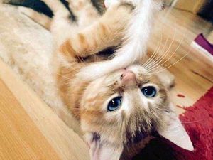 Supporting image for story: Telford cat dies after suspected anti-freeze poisoning