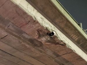 Supporting image for story: Drivers wanted to prepare for delays after motorway bridge hit twice