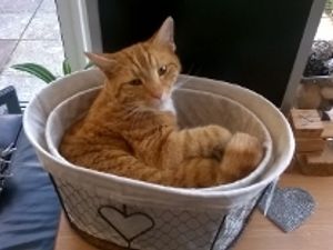 Supporting image for story: Cat shot twice with air weapon in Leegomery