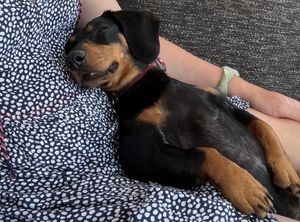 Supporting image for story: Little Dachshund Sacha back on all paws after spinal condition