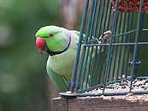 Supporting image for story: Exotic visitors are thriving at reserve