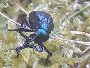 Supporting image for story: Plea for Staffordshire residents to report sightings of a rare beetle following earliest sighting in the UK