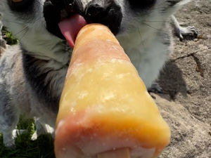 Supporting image for story: Super-cute meercats cool off with ice-lollies during heatwave at Peak Wildlife Park