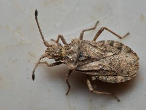 Supporting image for story: Rare species of bug found at nature reserve near Bridgnorth  