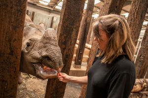 West Midland Safari Park is hosting a special Rhino Week for May half term, to raise money for Save the Rhino International